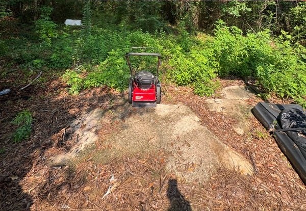 Overgrown lot before clearing